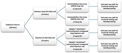 Cyclic Damage Accumulation in the Femoral Constructs Made With Cephalomedullary Nails